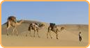 India Tour Itineraries
